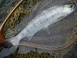 20100301ヤマメ