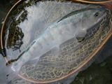 20100301ヤマメ2