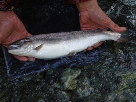 放流ヤマメ