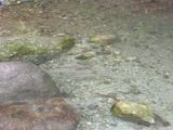 流れ出しのイワナ３