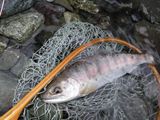 20100509ヤマメ2