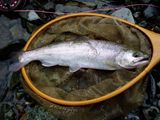 20101116ヤマメ