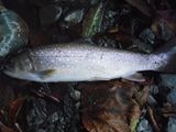 20101128イワナ