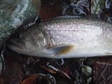 20101128イワナ1