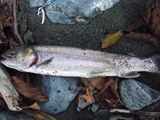 20101128イワナ3
