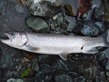 20101102イワナ2