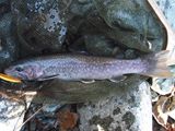 20101212イワナ