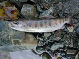 20101218ヤマメ