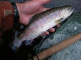 20110122ヤマメ3