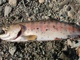 20110129ヤマメ