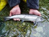20110403大サクラマス2