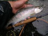 20110423ヤマメ2