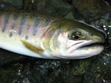20110604ヤマメ