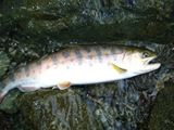 20110604ヤマメ2