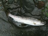 20110618ヤマメ