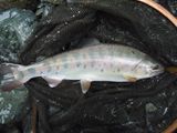 20110621ヤマメ2