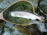 20110716ヤマメ