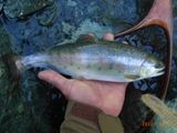 20120212ヤマメ2