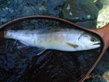 20120212ヤマメ