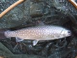20120219イワナ