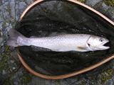 20120408イワナ2