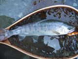 20120513ヤマメ2
