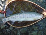 20120513ヤマメ3