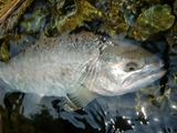 20120524ヤマメ4