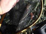 20121008イワナ