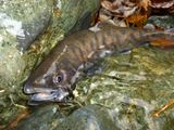20121027ヤマメ