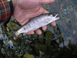 20131012ヤマメ
