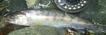 20131018ヤマメ2