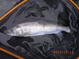 20131019ヤマメ3