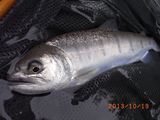 20131019ヤマメ4