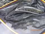 20131019ヤマメ5