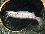 20131110ヤマメ3