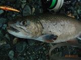 20131111イワナ2