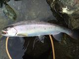 20140831ヤマメ36