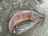 20141011サクラマス