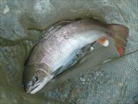 20141011大型ヤマメ