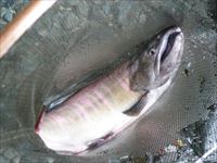 20141011大ヤマメ