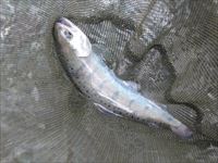 20141011若いヤマメ