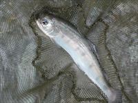 20141011若ヤマメ2