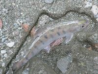 20141011若ヤマメ3