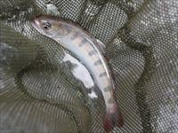 20141011若ヤマメ4