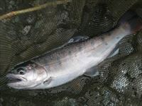 20141011若ヤマメ5