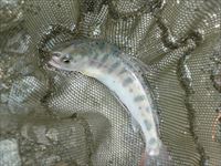 20141011若ヤマメ6