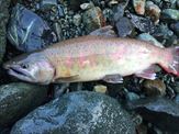 20141025サクラマス40㎝