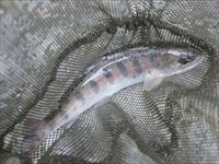 20141108ヤマメＡ