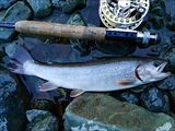 20141217イワナ30